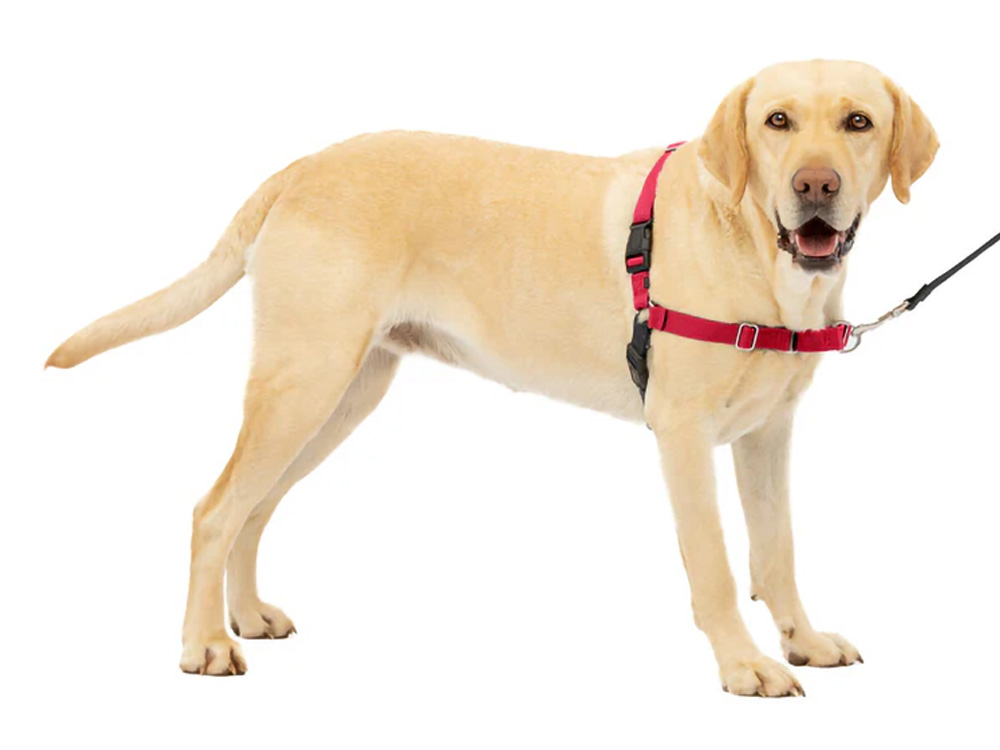 PetSafe イージーウォークハーネス 大型犬 着用イメージ