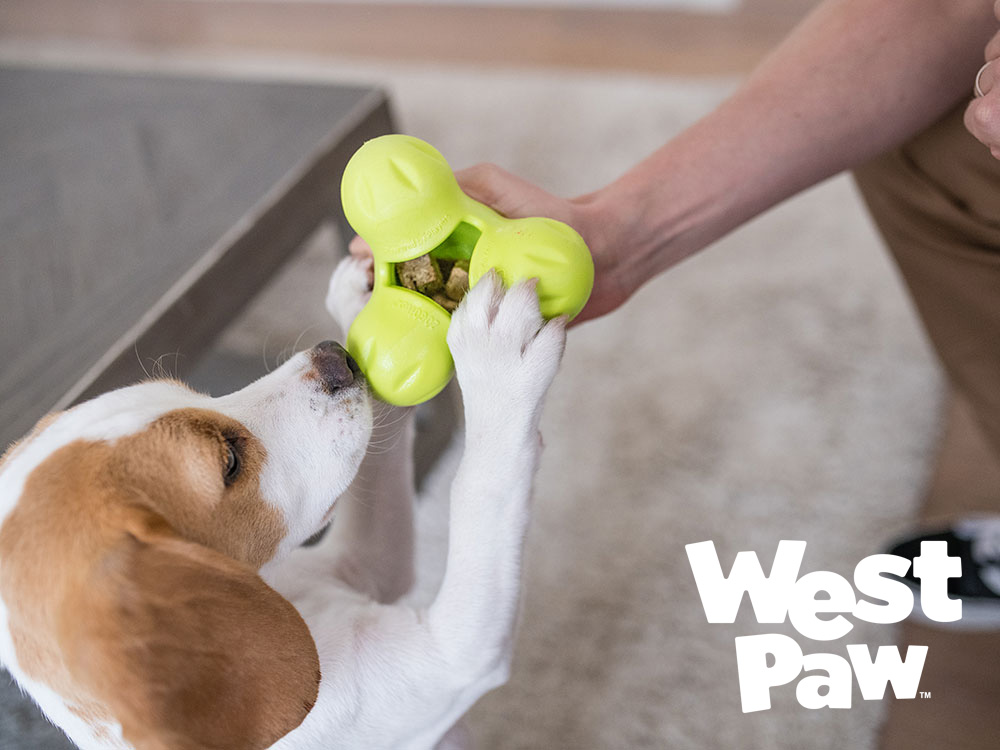 タックスで遊ぶ犬