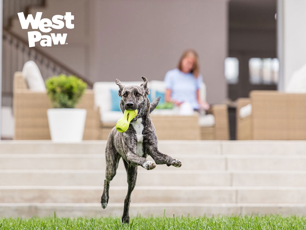 犬がクイズルをくわえて遊ぶ様子 West Paw 犬用おもちゃ