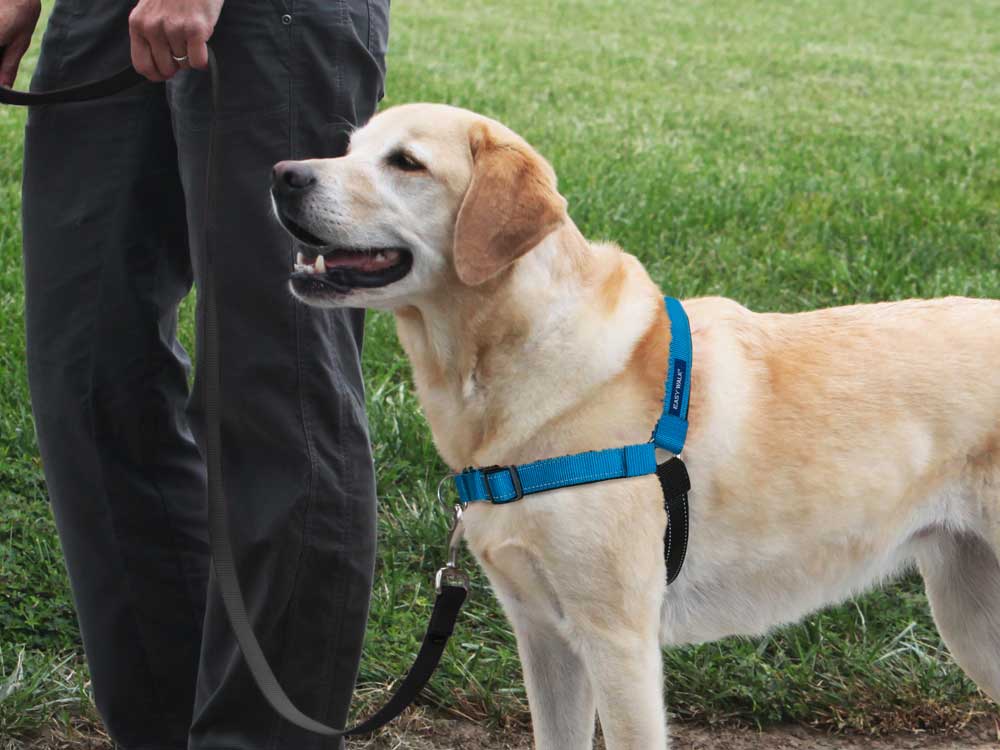 PetSafe デラックス イージーウォークハーネス 大型犬装着例 引っ張り防止で快適な散歩