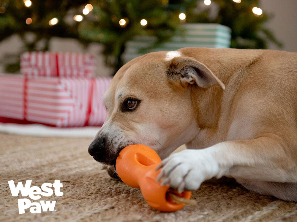 犬がクイズルを噛んで遊ぶ姿 West Paw 知育おもちゃ