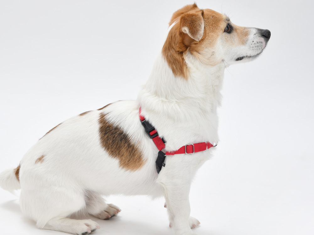 PetSafe イージーウォークハーネス 胸部ストラップ構造 引っ張り防止設計