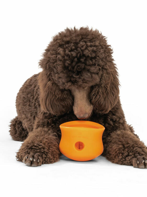 ゾゴフレックス タップルXLと犬