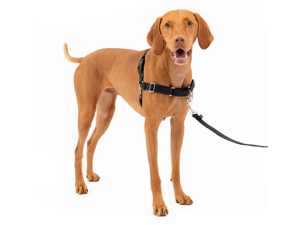 PetSafe イージーウォークハーネス 中型犬用 散歩中の使用イメージ