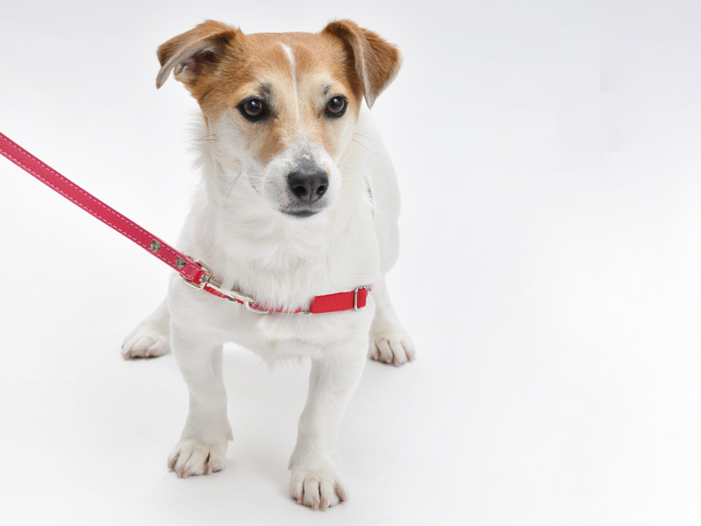 PetSafe イージーウォークハーネス 飼い主とのお散歩シーン 引っ張り軽減