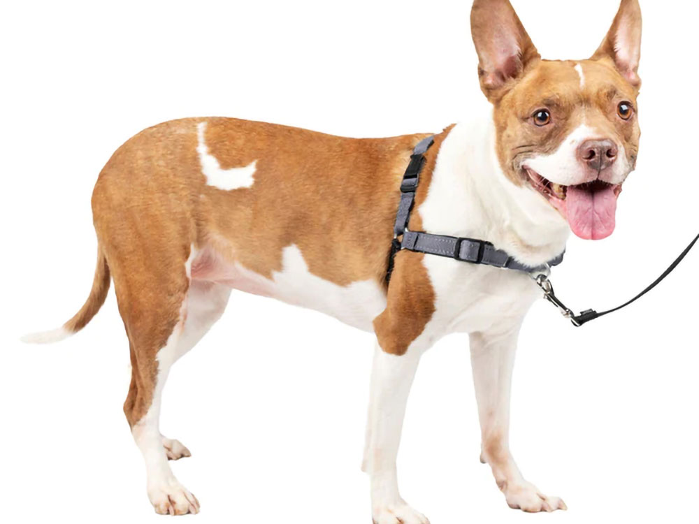 PetSafe デラックス イージーウォークハーネス パッド付きで犬への負担を軽減