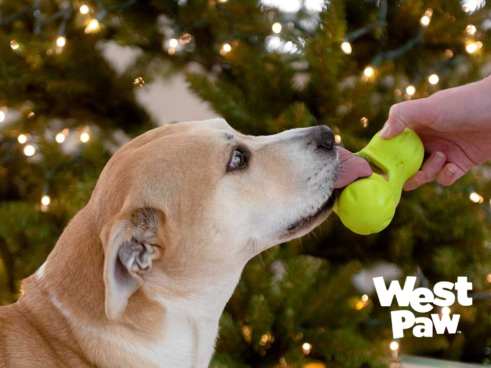 タックスに詰めたおやつを舐める犬