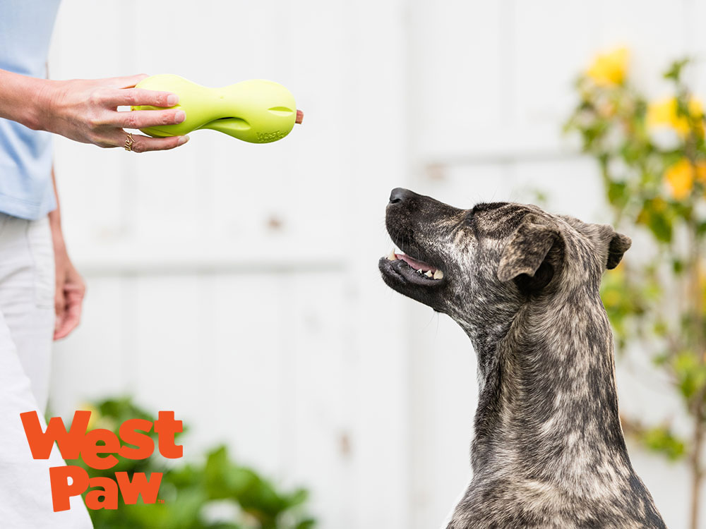 犬にクイズルを差し出す様子 West Paw 犬用おもちゃ