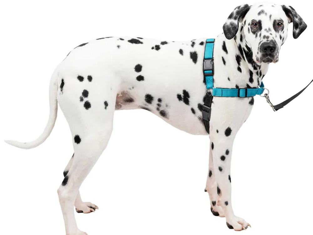 PetSafe デラックス イージーウォークハーネス ダルメシアン装着イメージ トレーニング用ハーネス