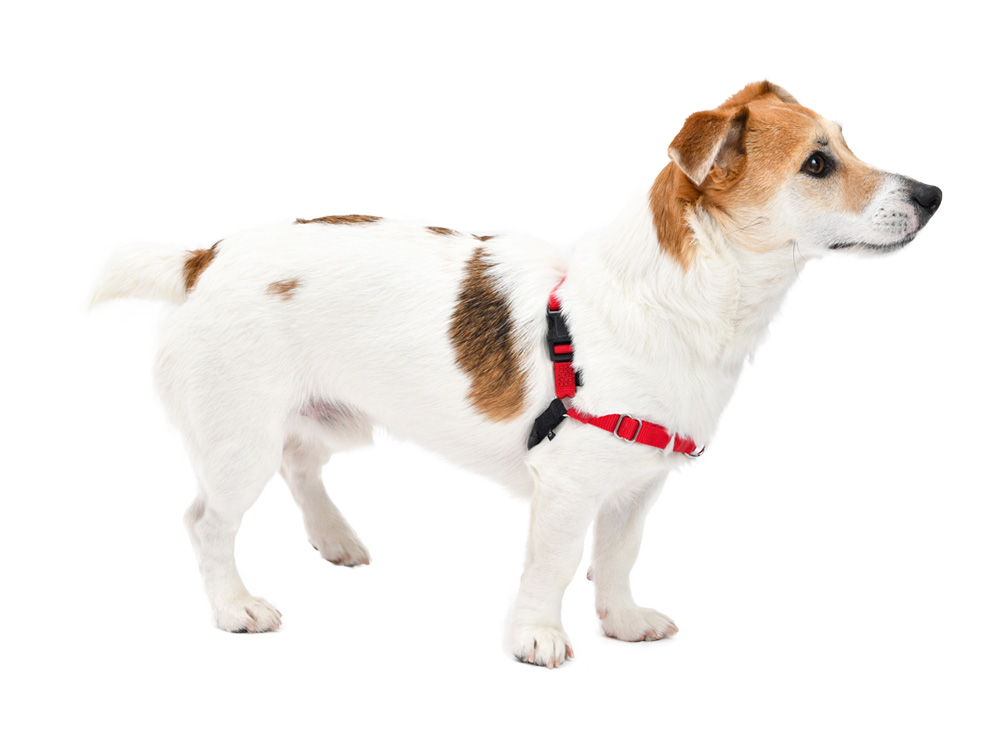 PetSafe イージーウォークハーネス 引っ張り防止で快適散歩