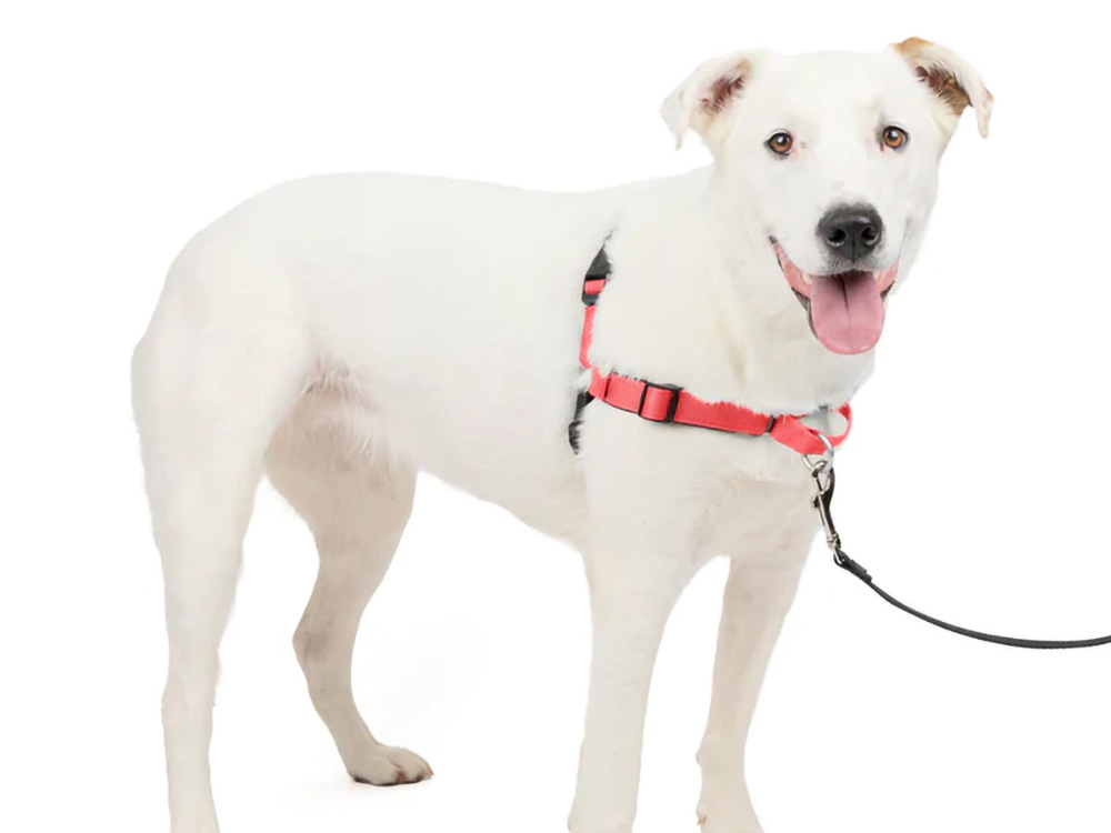 PetSafe デラックス イージーウォークハーネス 胸でリード制御するハーネス