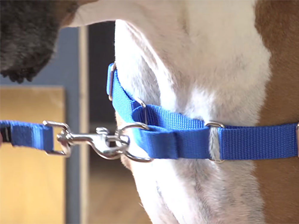 PetSafe イージーウォークハーネス マーチンゲールループ