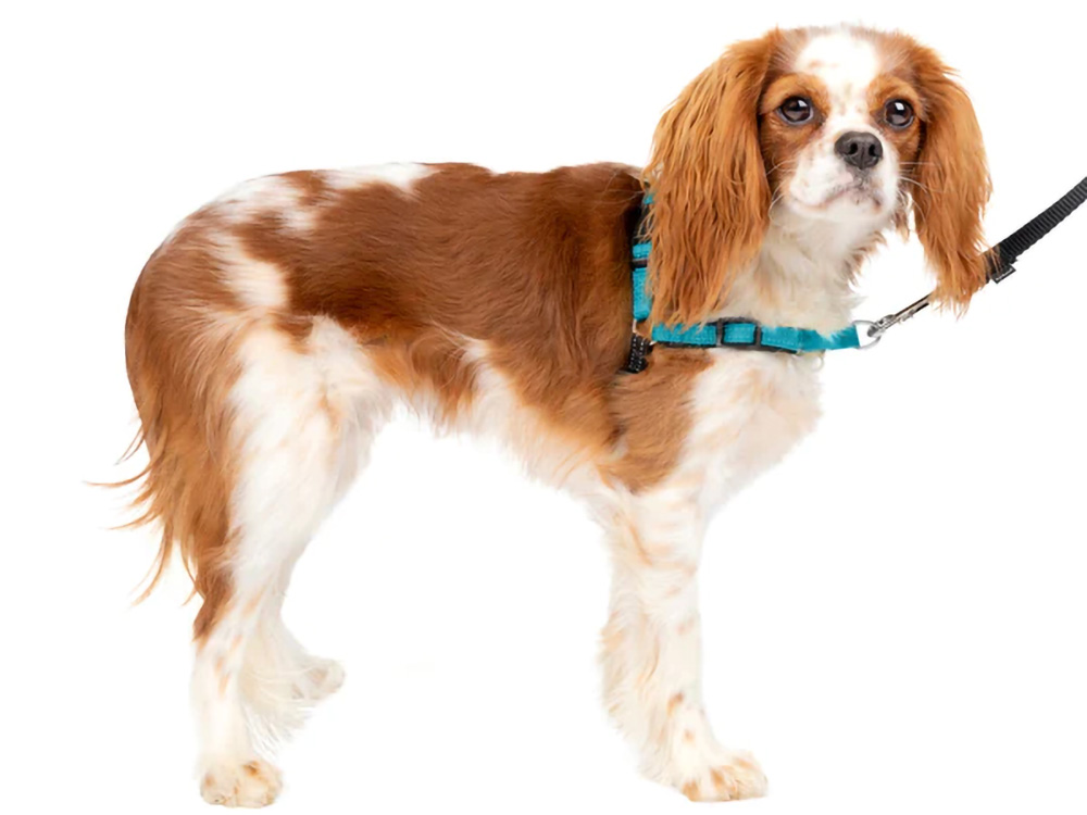 PetSafe デラックス イージーウォークハーネス 赤 小型犬装着例 軽量で首への負担が少ない