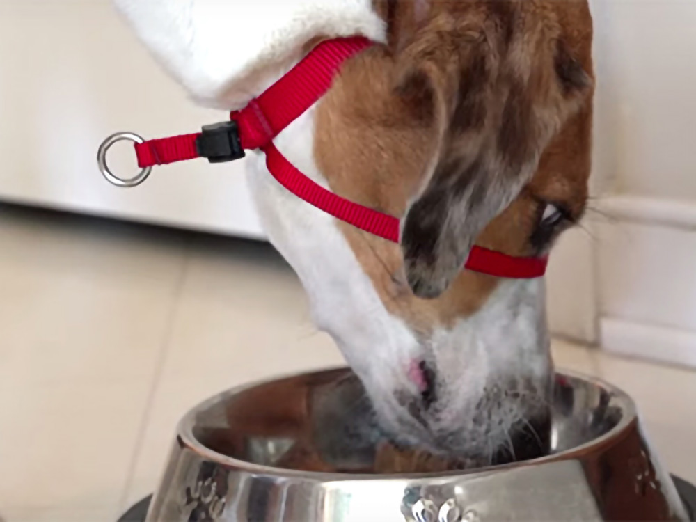 赤いジェントルリーダー装着中の犬 水を飲むシーン