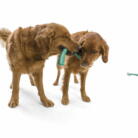 スノークルで引っ張りっこをして遊ぶ犬