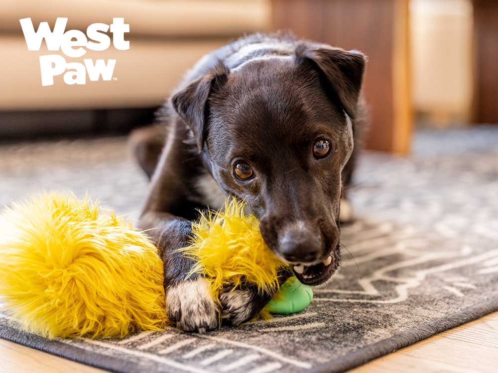 ロウディーズ アストリッドと犬
