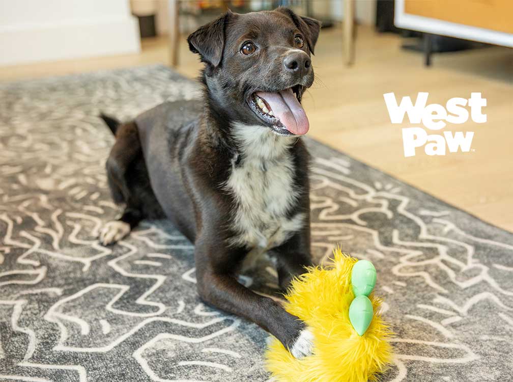 ロウディーズ ロルフで遊ぶ犬